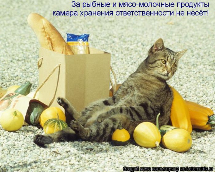 Лучшие котоматрицы недели