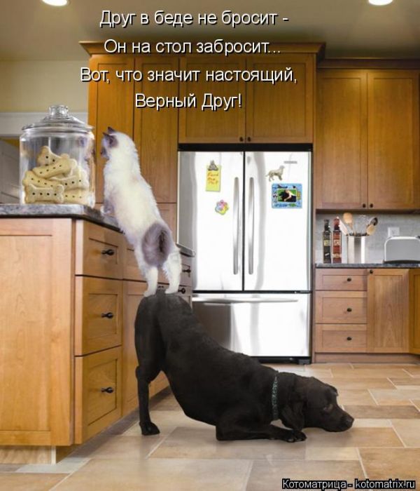 Лучшие котоматрицы недели