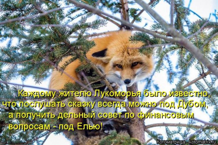 Лучшие котоматрицы недели