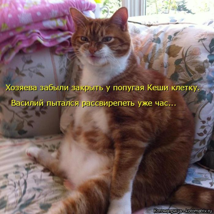 Лучшие котоматрицы недели