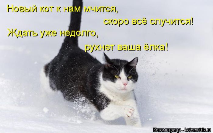 Лучшие котоматрицы недели