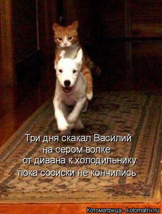 Лучшие котоматрицы недели