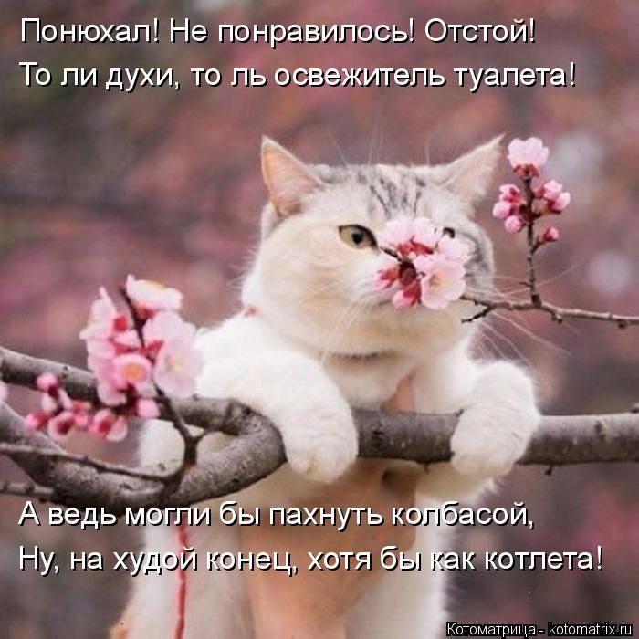 Лучшие котоматрицы недели