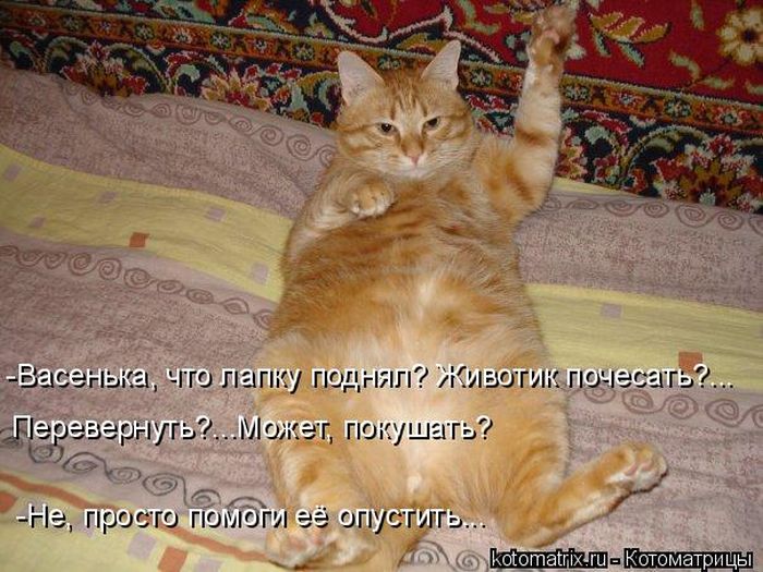 Лучшие котоматрицы недели