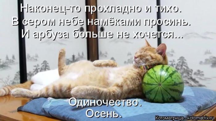 Лучшие котоматрицы недели