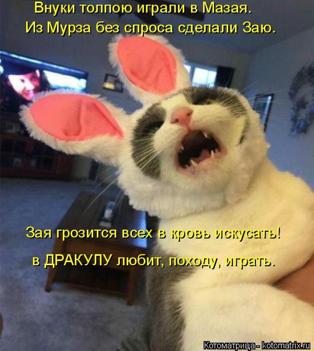 Лучшие котоматрицы недели