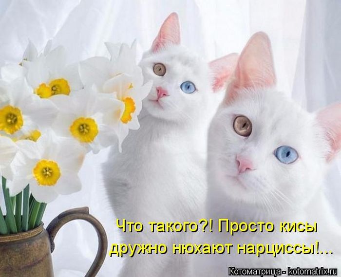 Лучшие котоматрицы недели