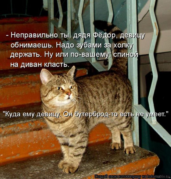 Лучшие котоматрицы недели