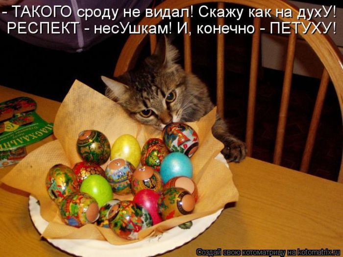 Лучшие котоматрицы недели