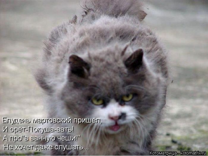 Лучшие котоматрицы недели