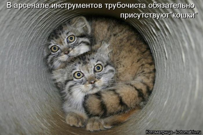 Лучшие котоматрицы недели