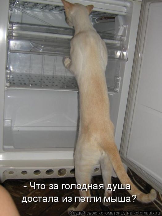 Лучшие котоматрицы недели