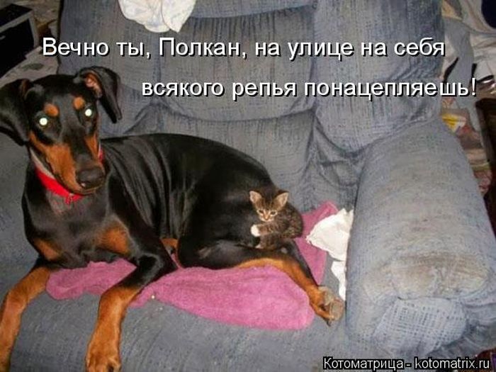 Лучшие котоматрицы недели