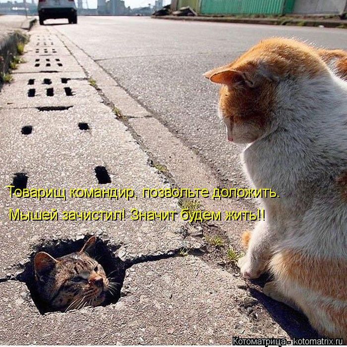 Лучшие котоматрицы недели