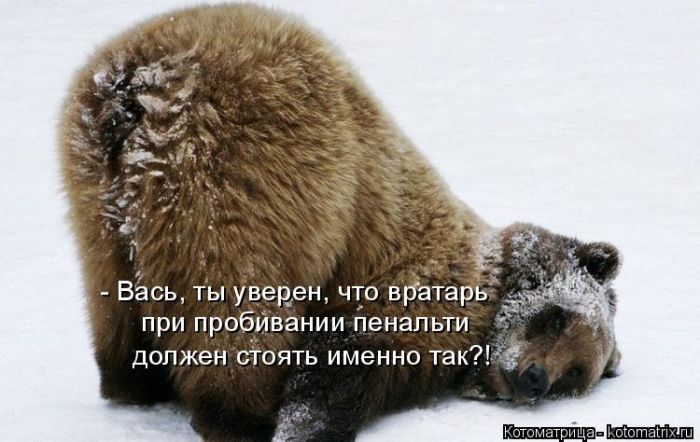 Лучшие котоматрицы недели