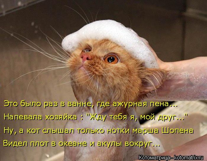 Лучшие котоматрицы недели