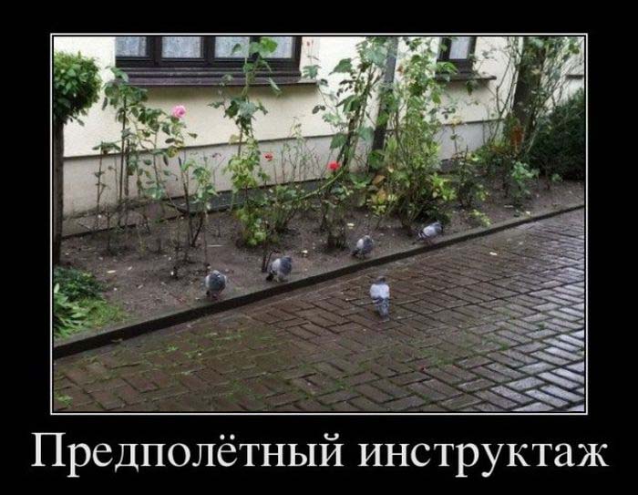 Демотиваторы