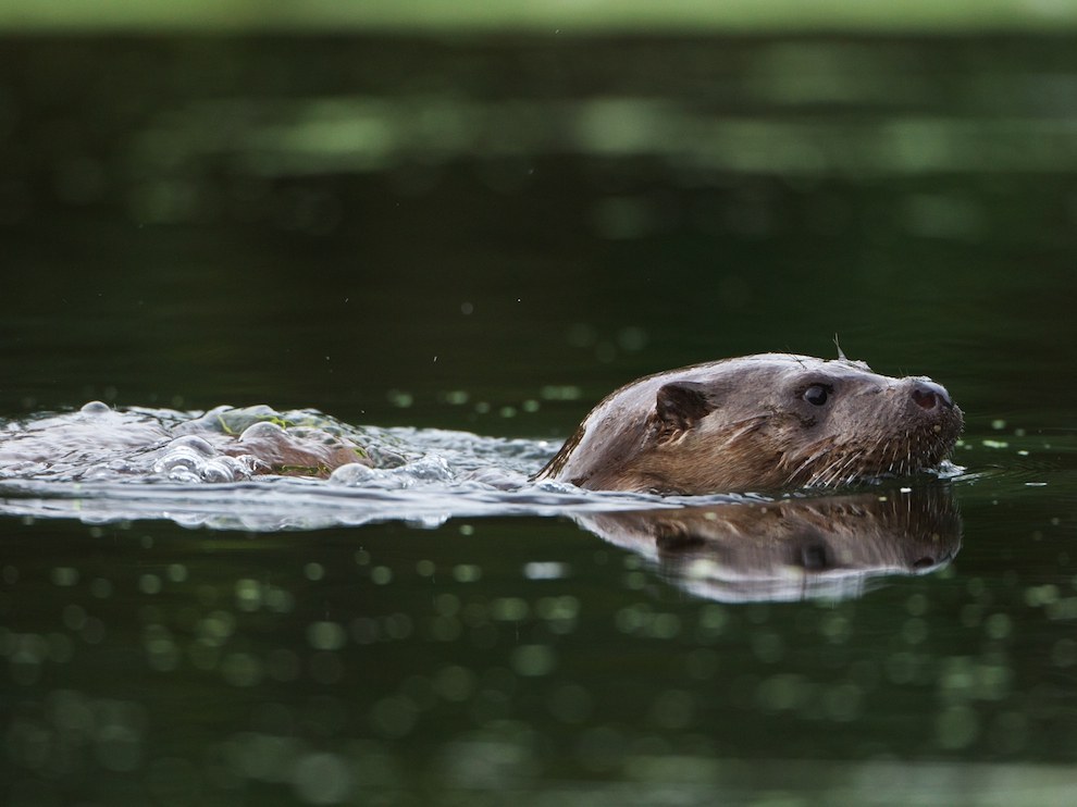 National Geographic: лучшие фотографии июня