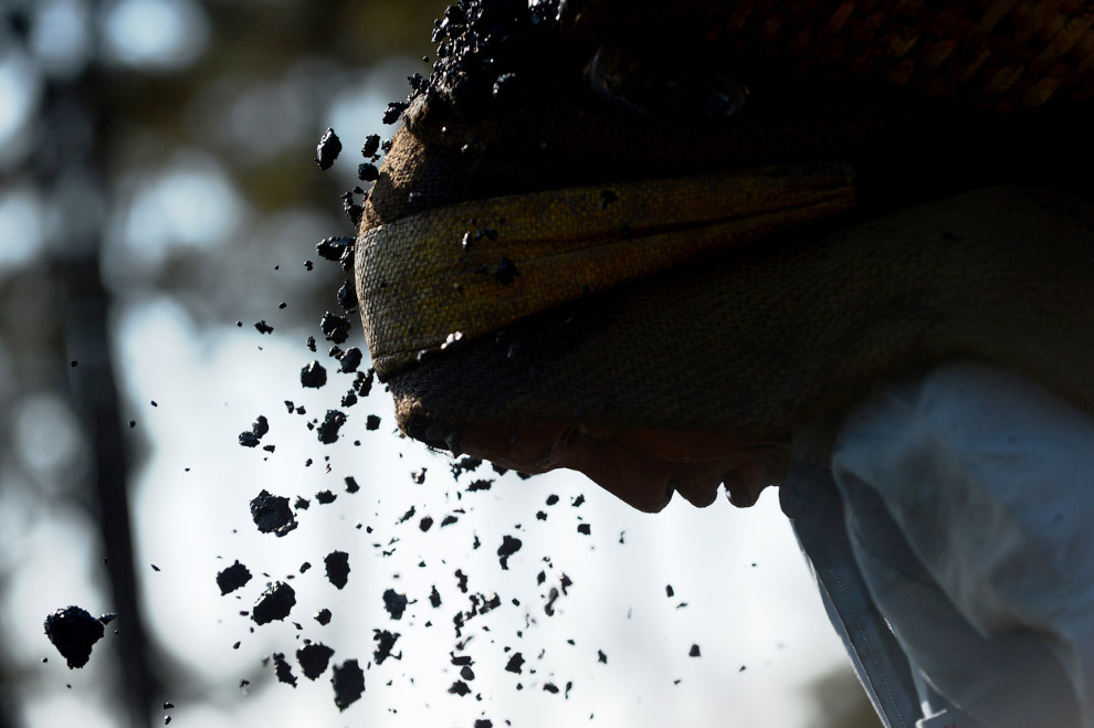 Уголь — древнее растение под землей