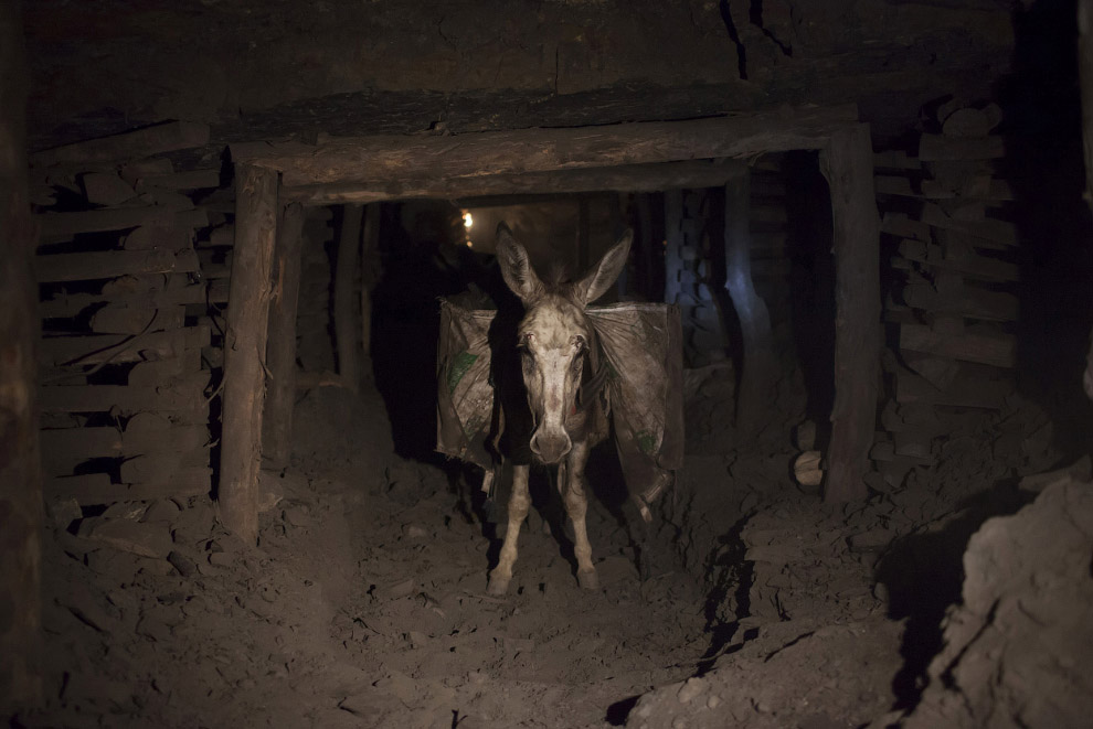 Уголь — древнее растение под землей