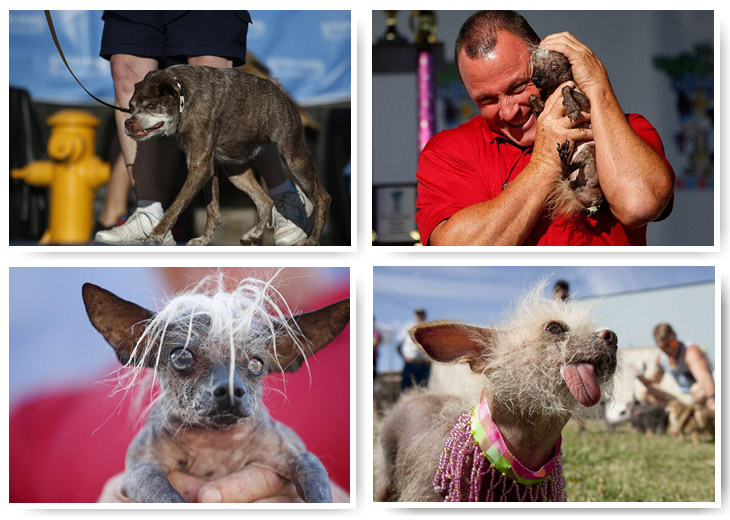 Необычное: самая уродливая собака 2014