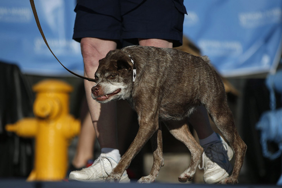 Необычное: самая уродливая собака 2014