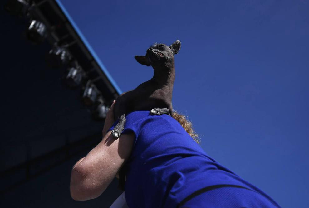 Необычное: самая уродливая собака 2014