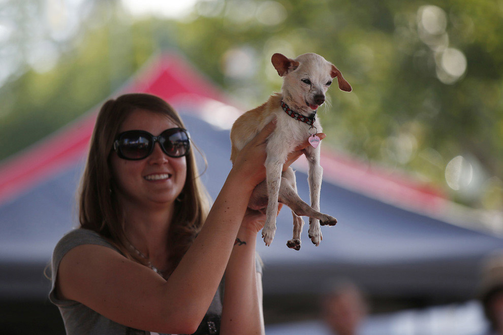 Необычное: самая уродливая собака 2014