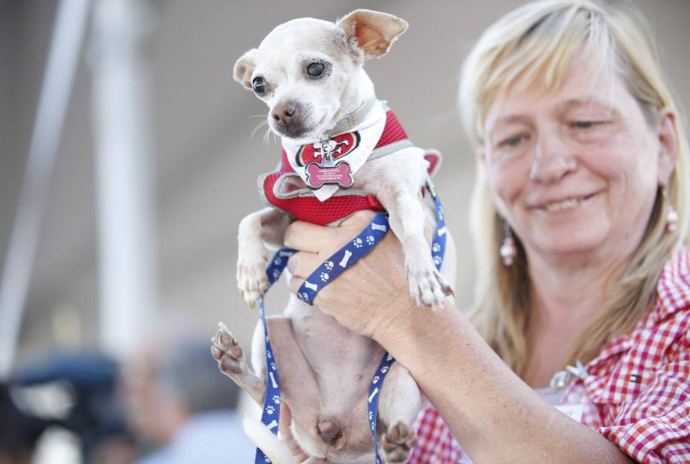 Необычное: самая уродливая собака 2014