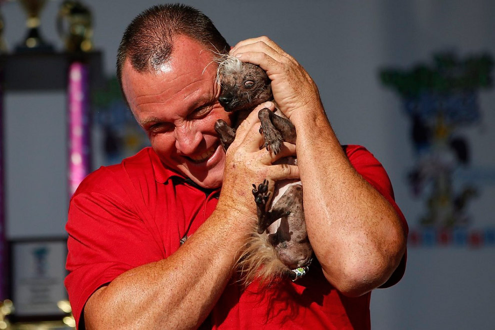 Необычное: самая уродливая собака 2014