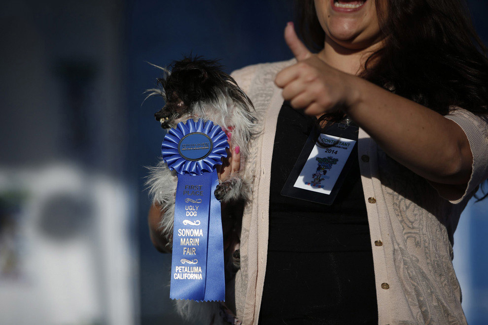 Необычное: самая уродливая собака 2014