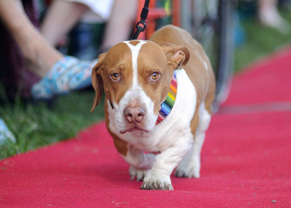 Необычное: самая уродливая собака 2014