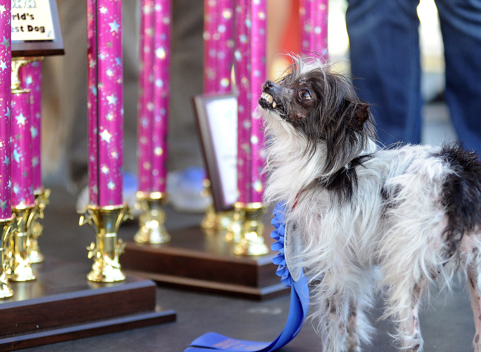 Необычное: самая уродливая собака 2014