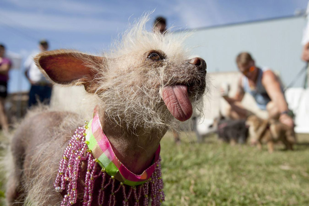 Необычное: самая уродливая собака 2014