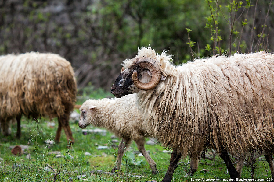 Албанская глухомань