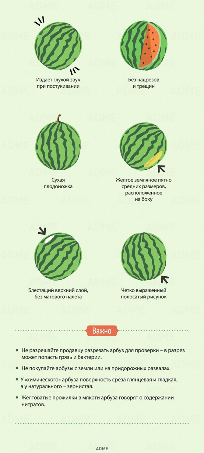 8 признаков хорошего арбуза