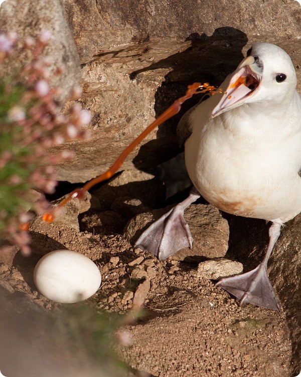 Факты, которые доказывают, что природу нужно стрегаться