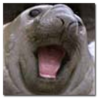 5 странных историй о хулиганских выходках животных (10 фото + текст)