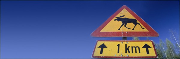 5 странных историй о хулиганских выходках животных (10 фото + текст)