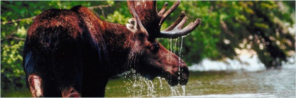 5 странных историй о хулиганских выходках животных (10 фото + текст)