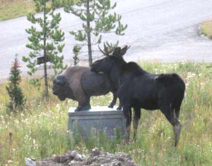 5 странных историй о хулиганских выходках животных (10 фото + текст)