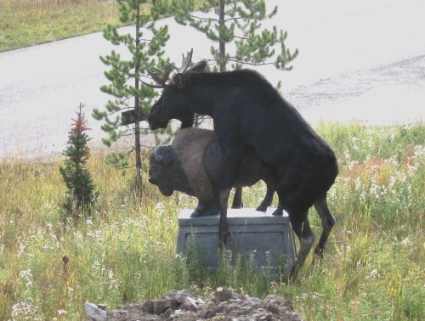 5 странных историй о хулиганских выходках животных (10 фото + текст)