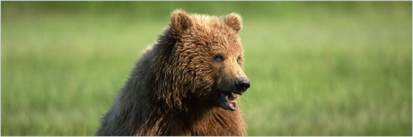 5 странных историй о хулиганских выходках животных (10 фото + текст)