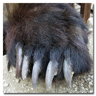 5 странных историй о хулиганских выходках животных (10 фото + текст)