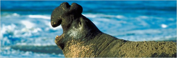 5 странных историй о хулиганских выходках животных (10 фото + текст)