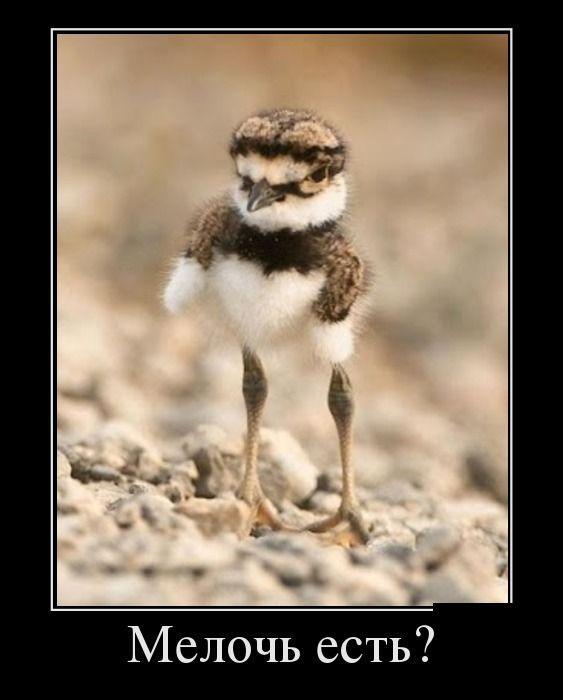 Демотиваторы (33 фото)