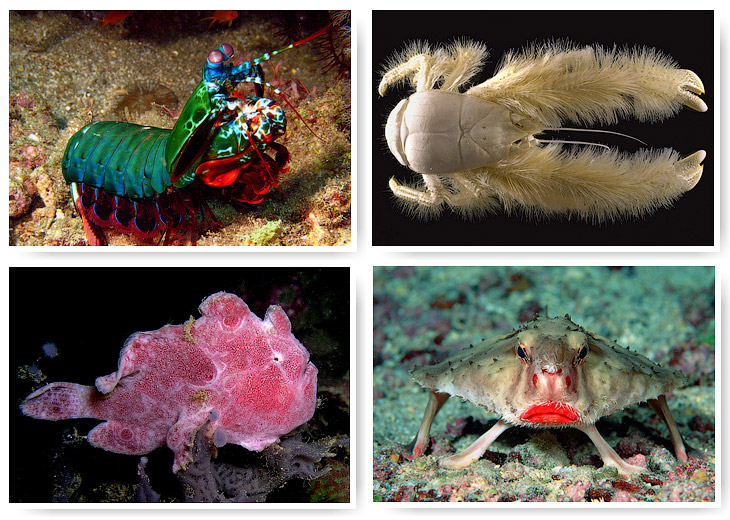 12 удивительных морских существ 12 удивительных морских существ