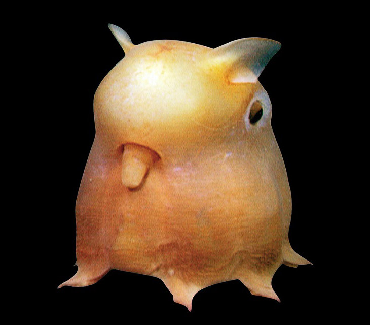 12 удивительных морских существ 12 удивительных морских существ