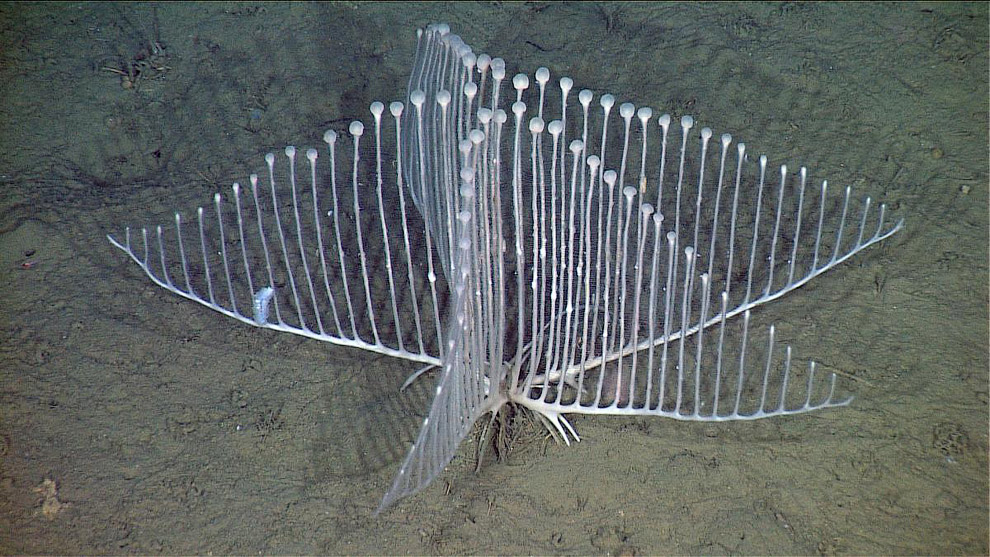 12 удивительных морских существ 12 удивительных морских существ