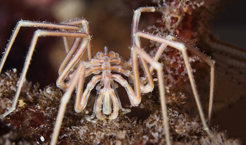 12 удивительных морских существ 12 удивительных морских существ